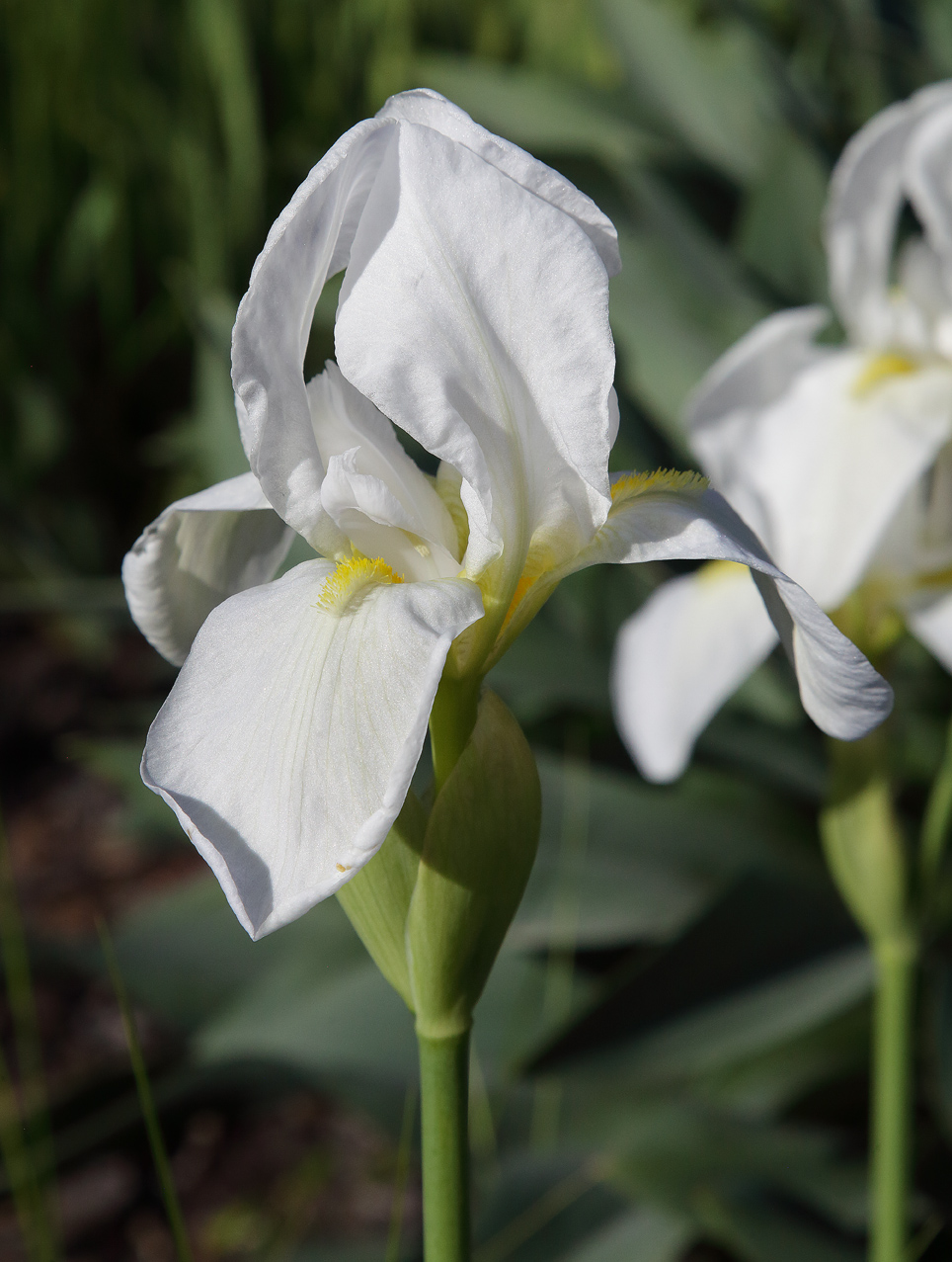 Iris florentina L., fiori