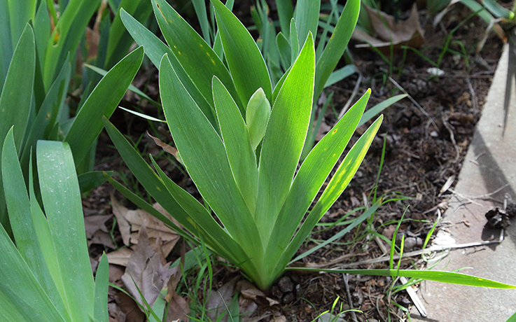 pianta di Iris florentina L., in cui si nota lo scapo fiorifero allo stadio iniziale