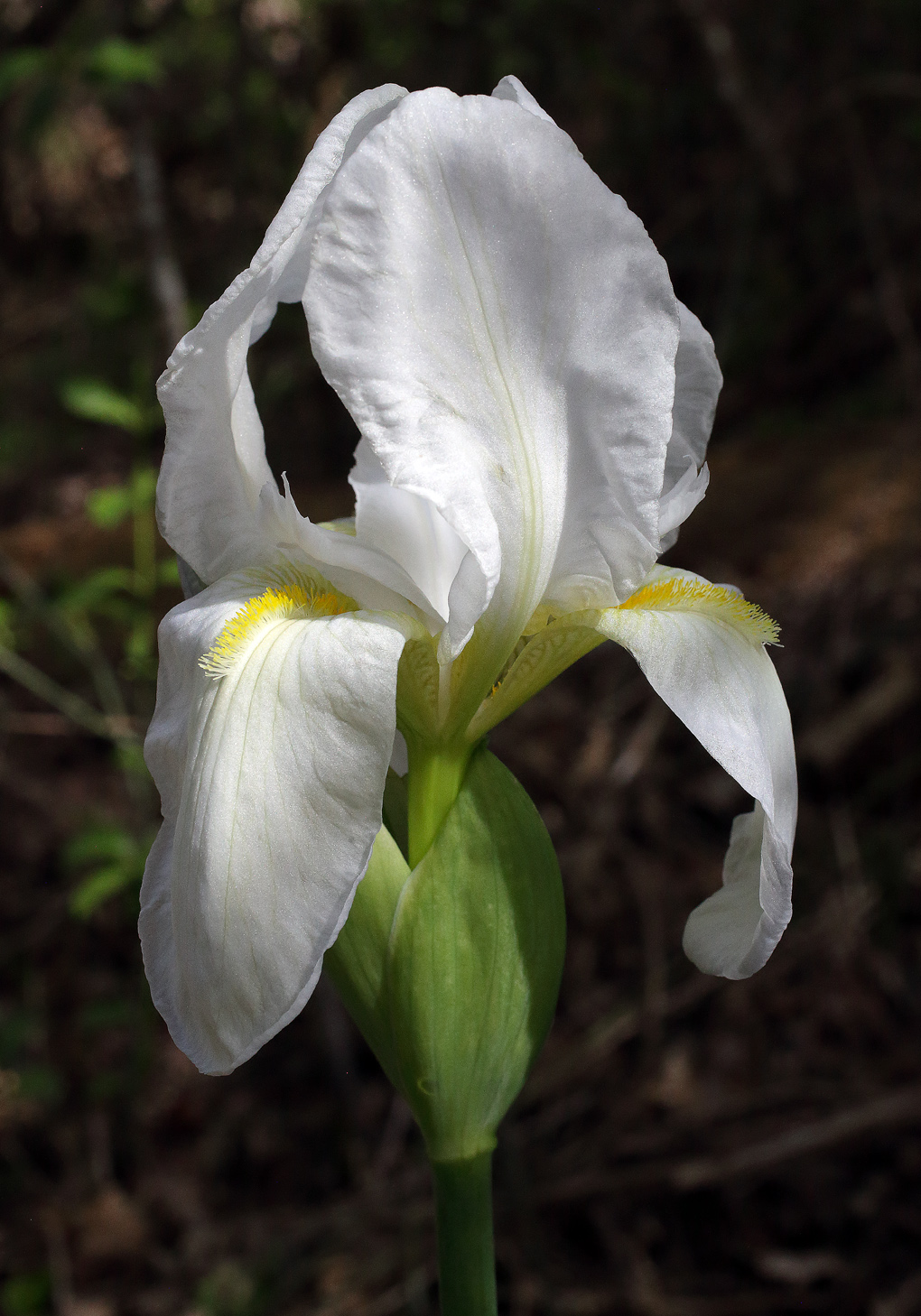 fiore di Iris florentina completamente sbocciato
