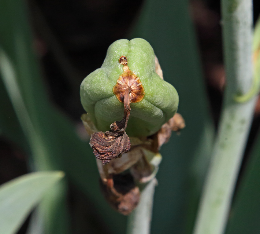 frutto di Iris florentina visto dall'alto