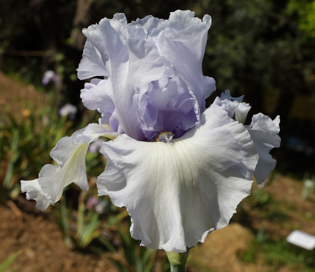 fiore di Iris azzurro chiarissimo, con sfumature giallo pastello