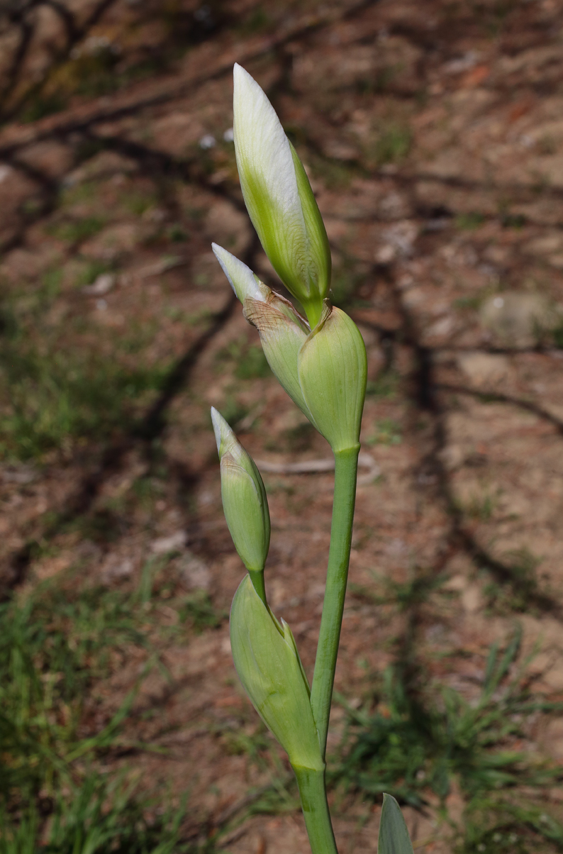 infiorescenza di Iris florentina con i 3 bocci bianchi