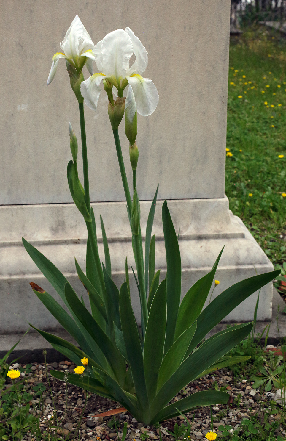 2 piante fiorite di Iris florentina