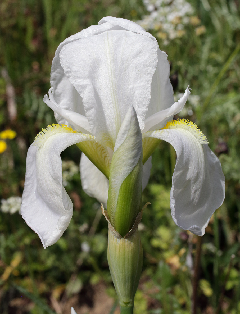fiore di Iris florentina