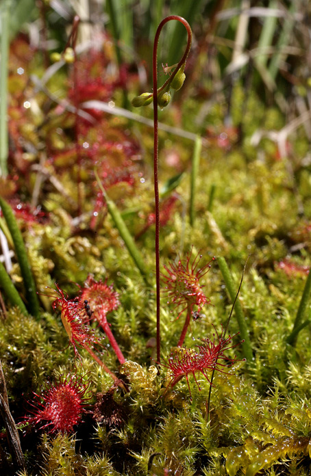 infiorescenza con brattea dall'aspetto fogliaceo.