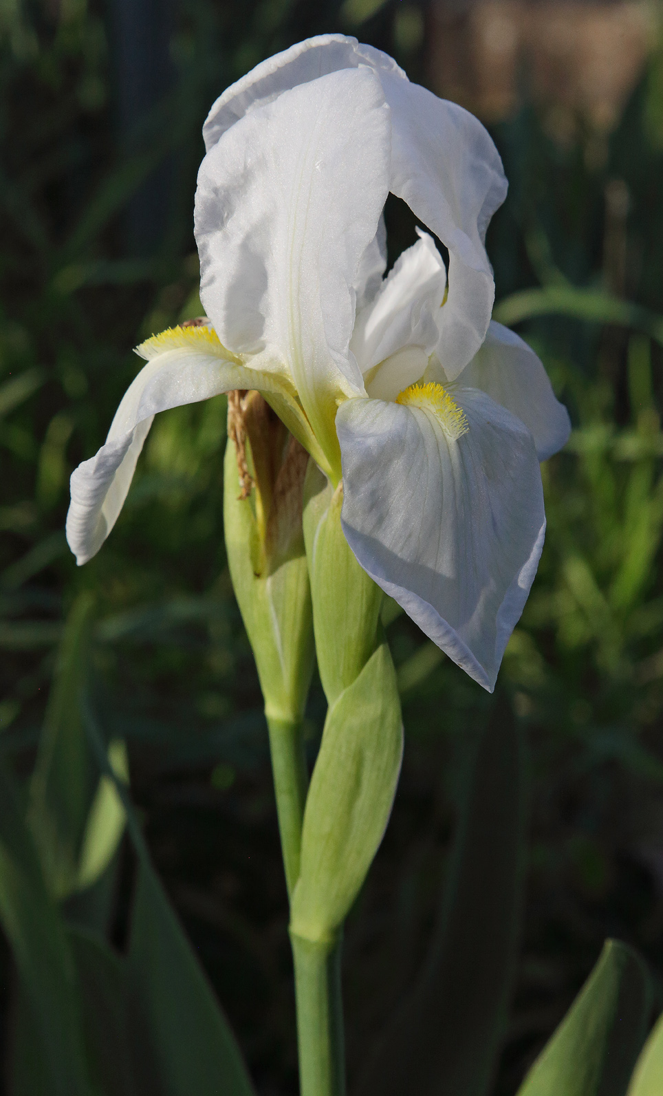 fiore di Iris florentina leggermente peduncolato