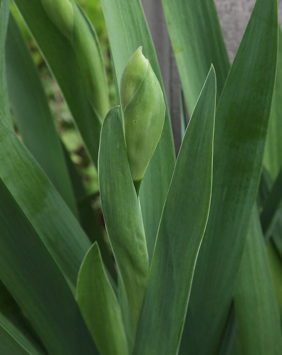 Infiorescenza Iris florentina, fase iniziale