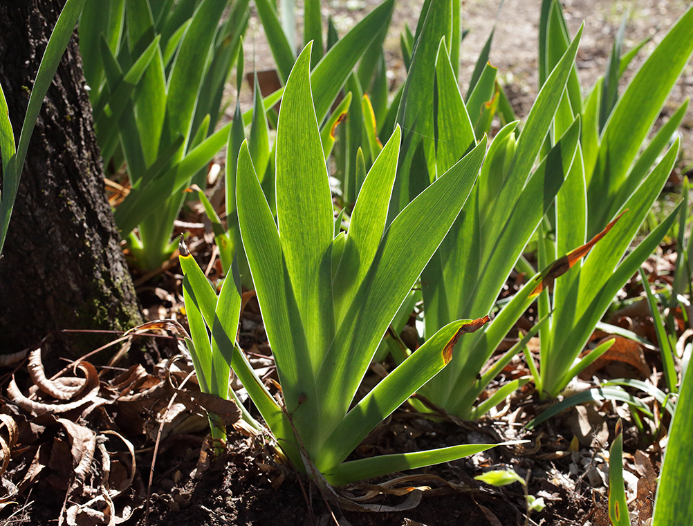 piantina di Iris florentina all'inizio fioritura con lo scapo fiorale che si sta sviluppando