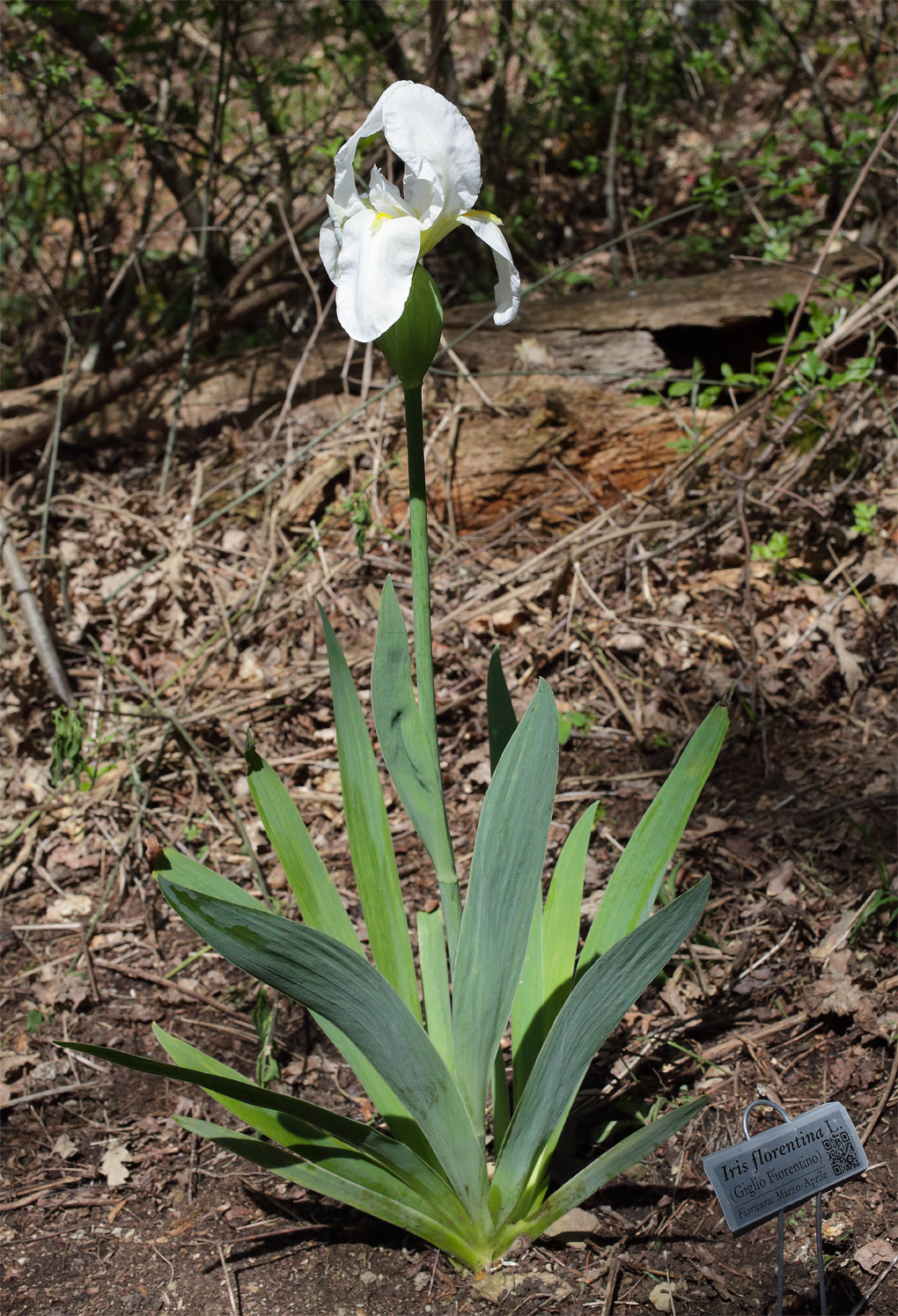 Pianta fiorita di Iris florentina