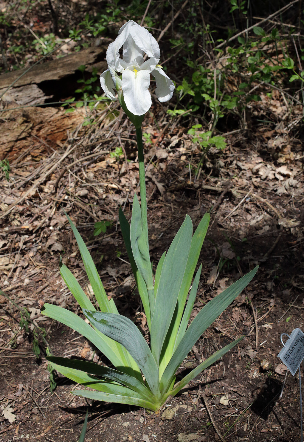 pianta fiorita di Iris florentina L. con il bianco fiore apicale completamente fiorito