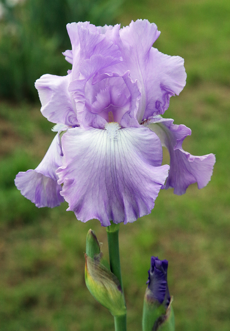 fiore di Iris violetto chiarissimo