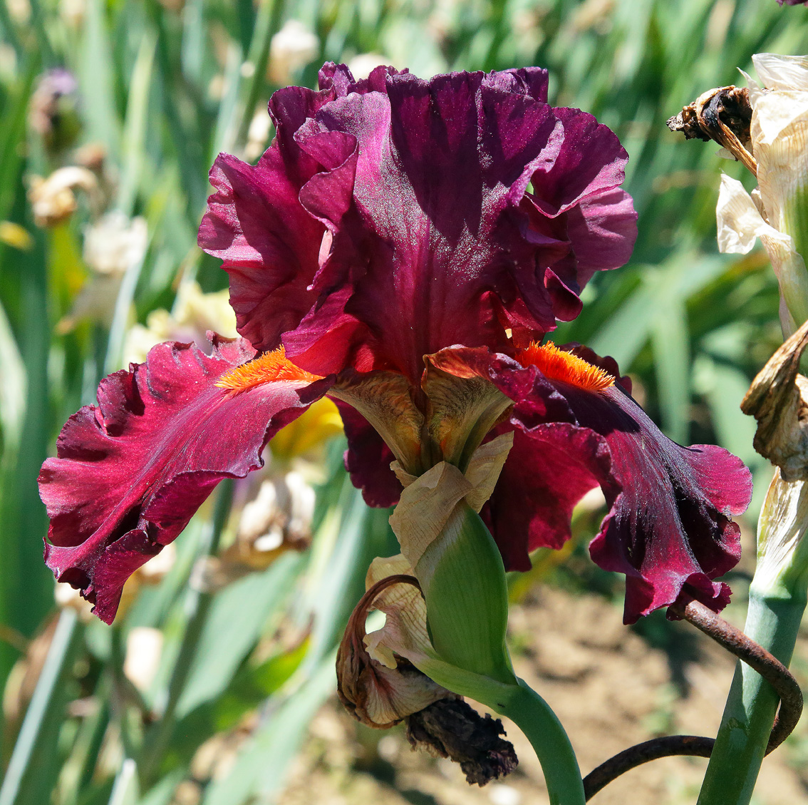 fiore di Iris rosso intenso