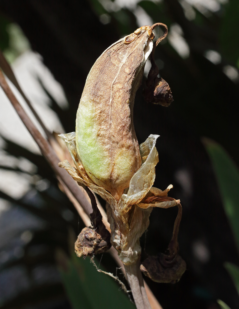 frutto di Iris florentina che sta prendendo il colore marrone