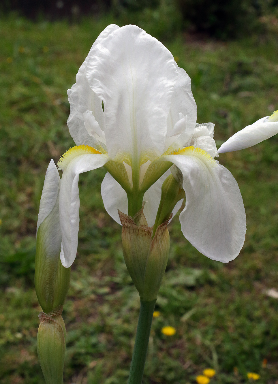 secondo fiore in apice di Iris florentina L.