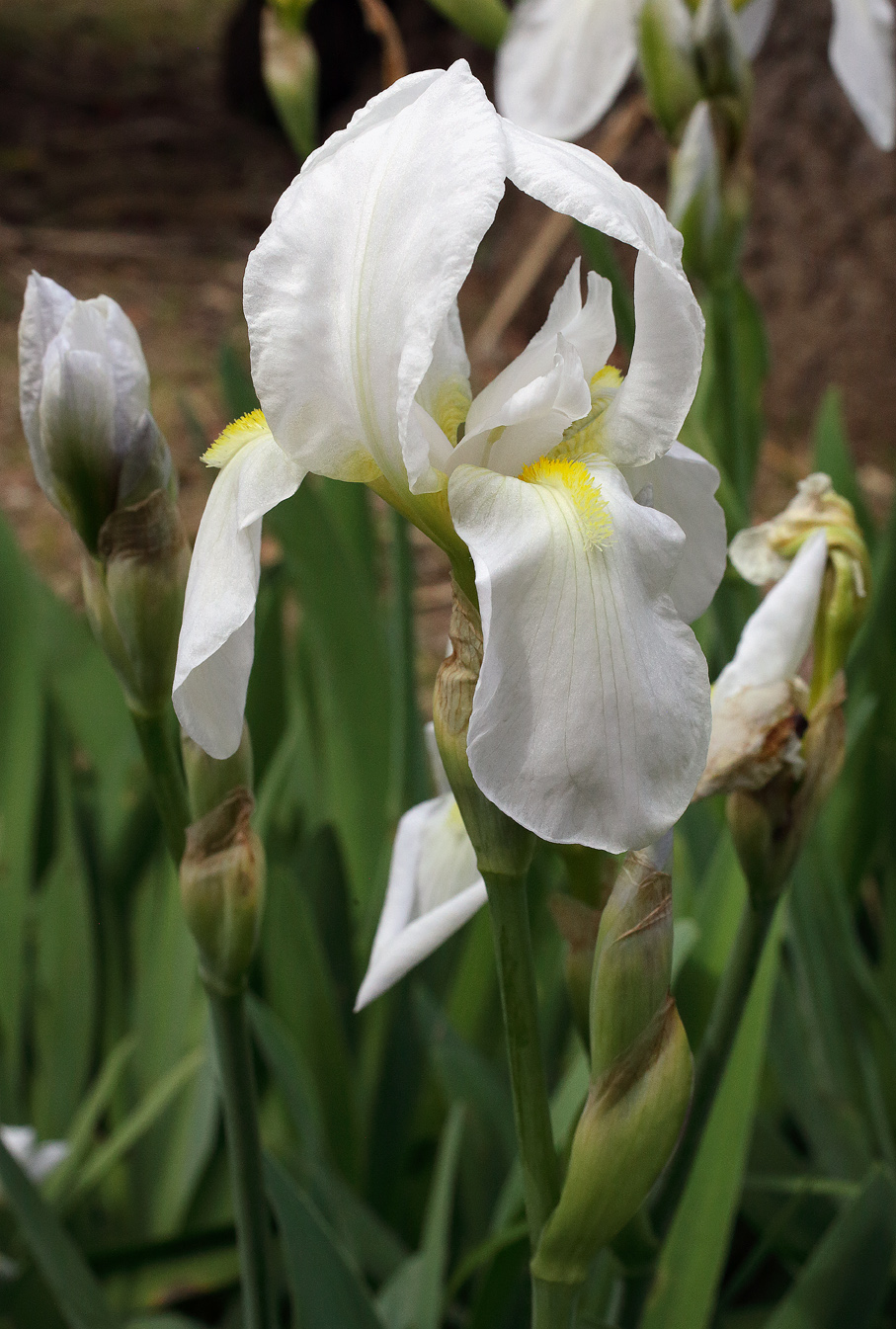 fiore di Iris florentina fotografato di tre quarti