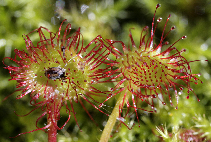 Due foglie: in una si nota, al centro, un insetto, forse un piccolo coleottero, precedentemente intrappolato (Drosera rotundifolia)