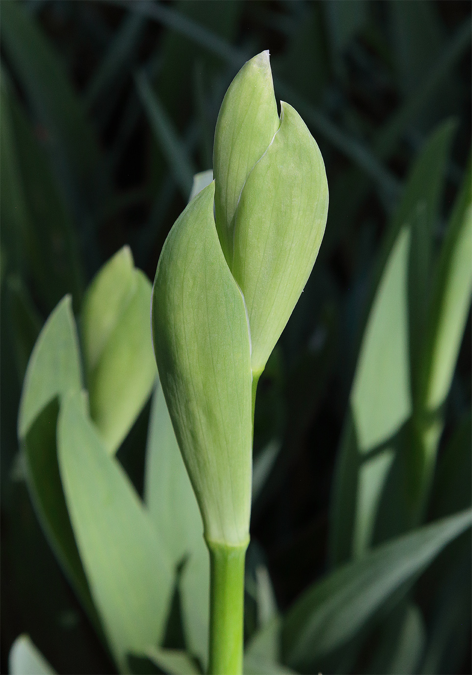 Infiorescenza Iris florentina ancora in fase iniziale