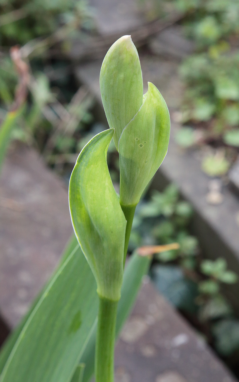 Infiorescenza di Iris florentina ancora in fase precoce
