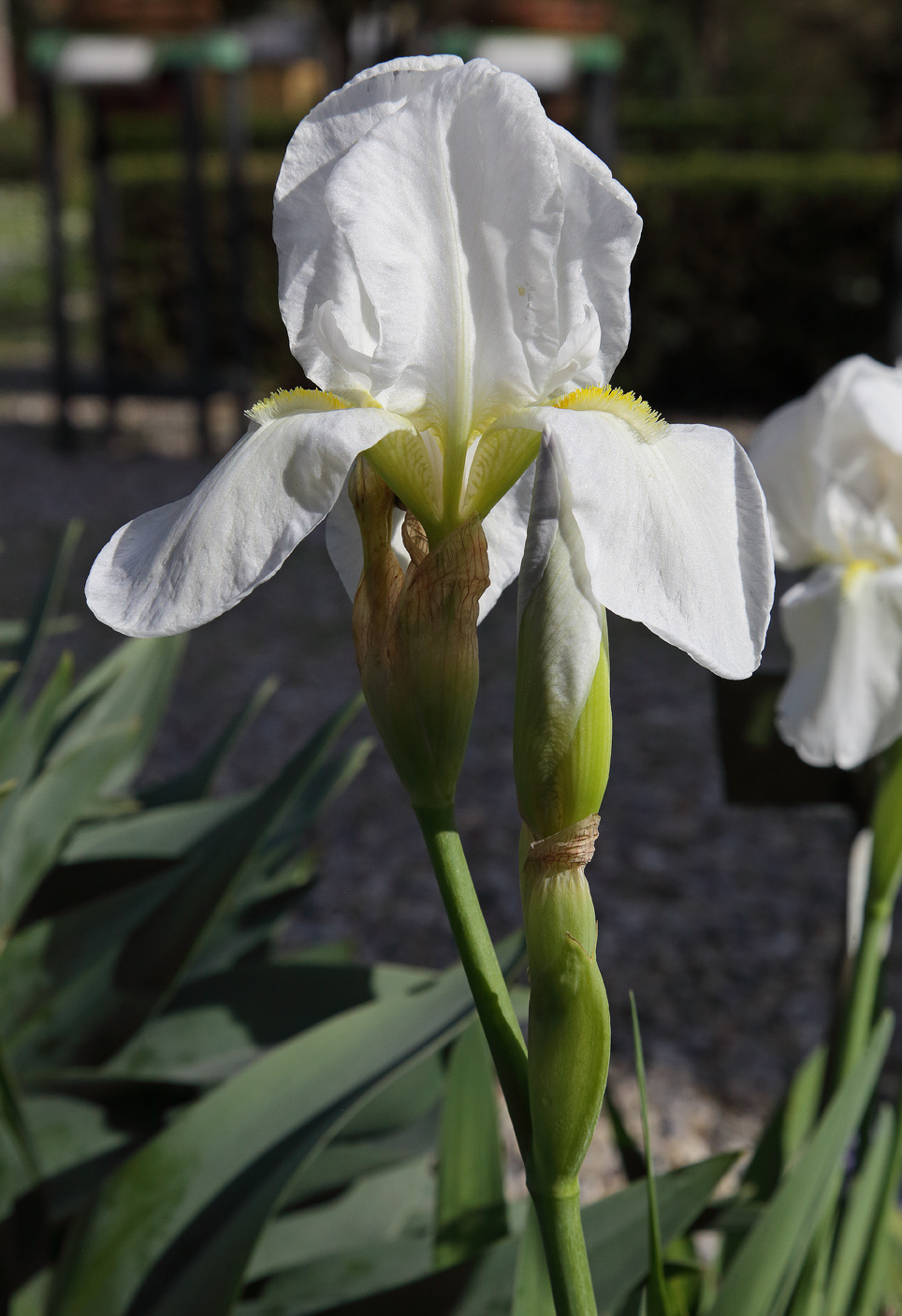 fiore di Iris florentina aperto con boccio sottostante