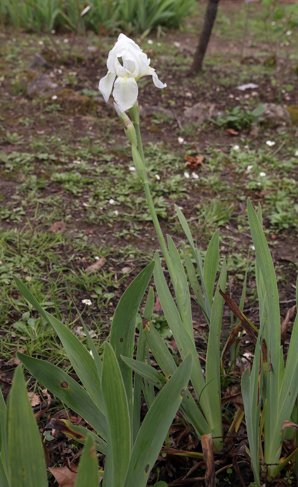 Pianta fiorita di Iris florentina L.