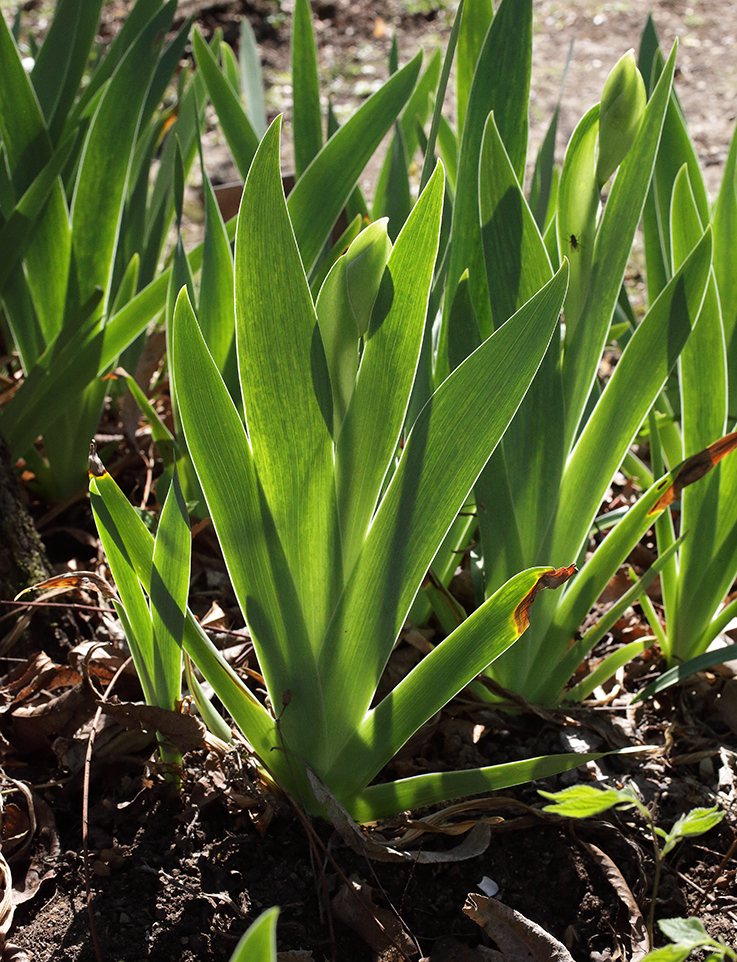 piantina di Iris florentina all'inizio fioritura con lo scapo fiorale che inizia a innalzarsi al di sopra delle foglie