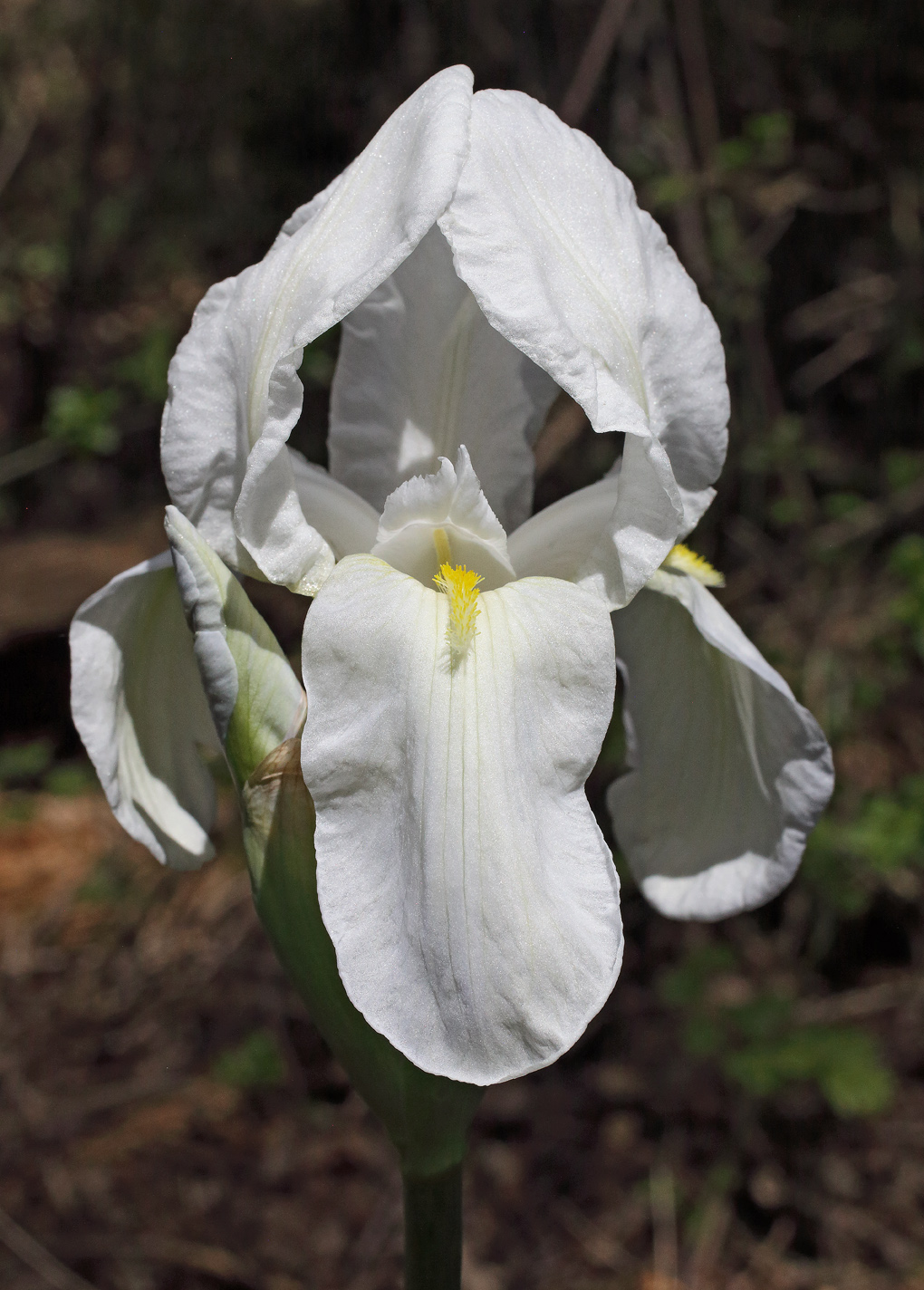 fiore apicale di Iris florentina L., con il boccio del secondo fiore apicale a fianco