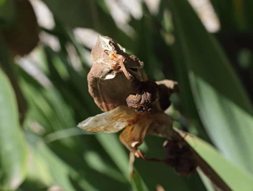 frutto di Iris florentina con una piccola apertura visto dall'alto