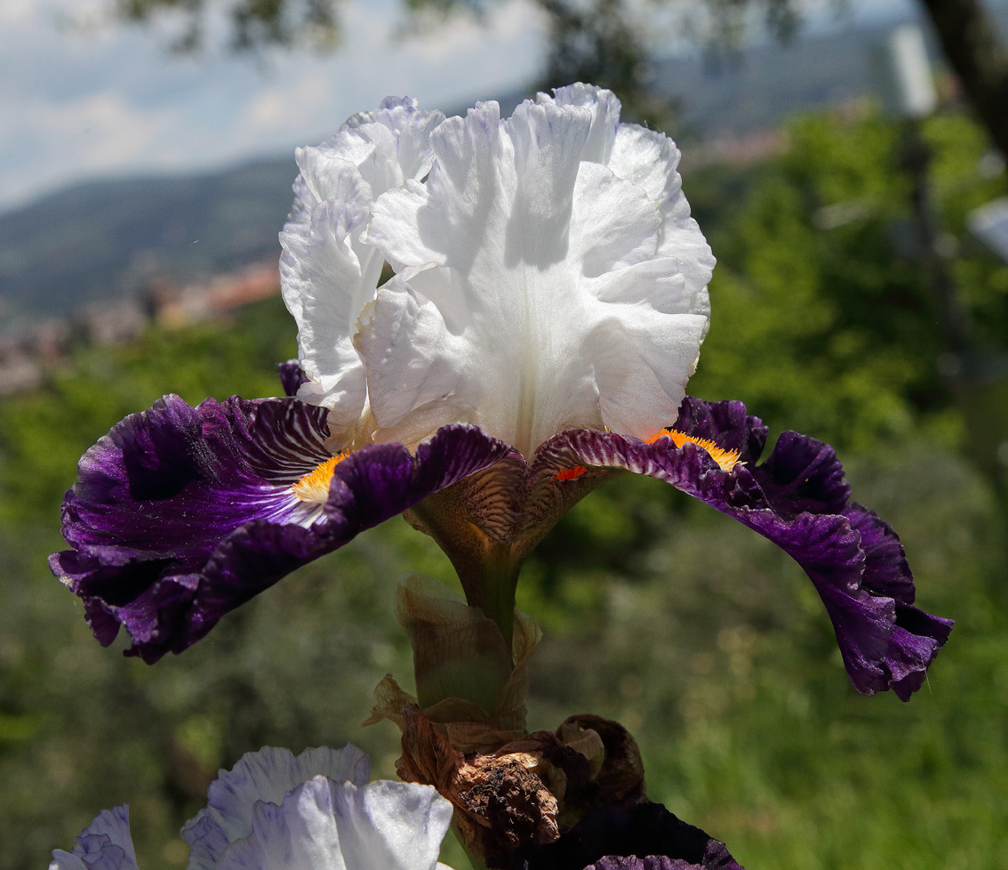 coppia di Iris colore come sopra