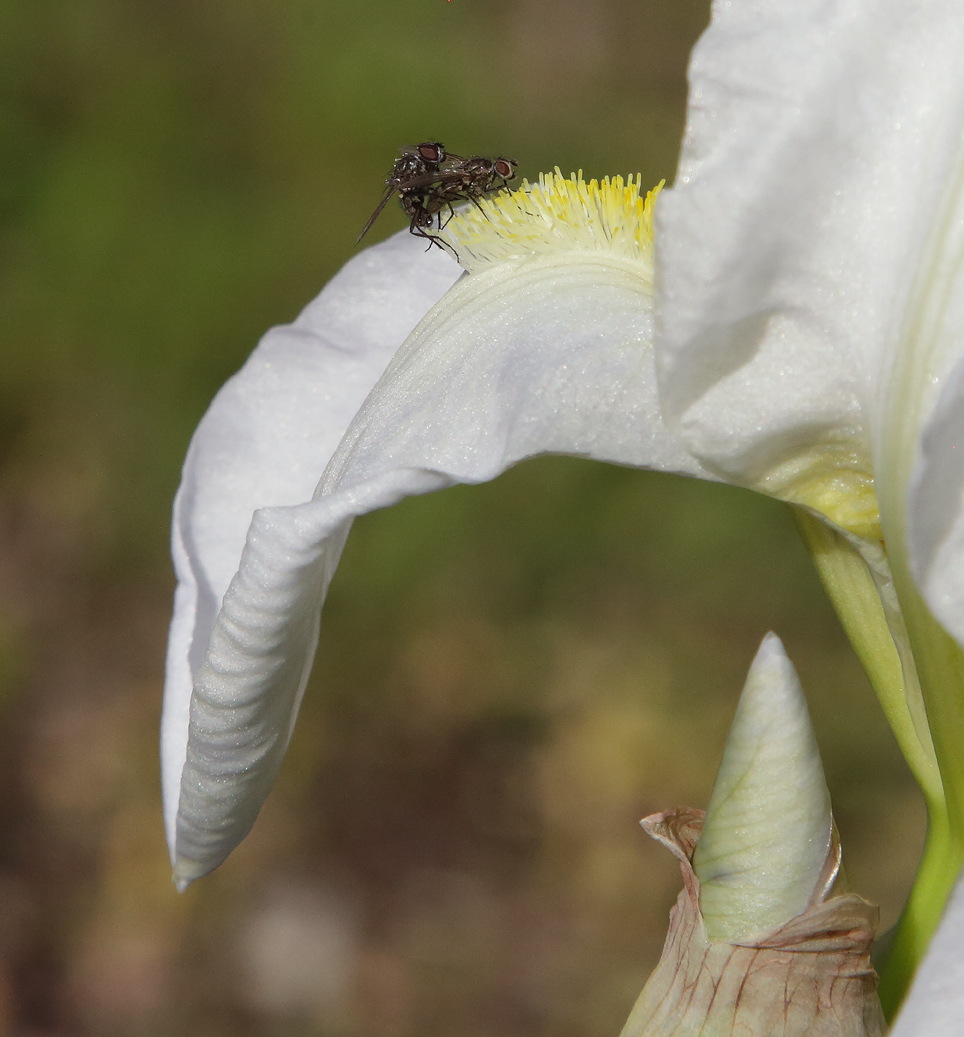 2 mosche si accoppiano comodamente ancorate alla barbetta dell'Iris florentina