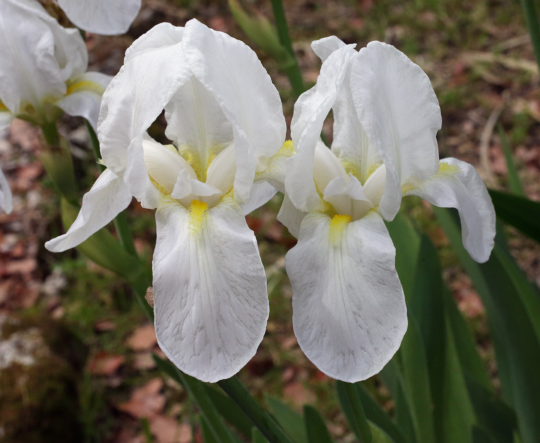 2 fiori vicini di Iris florentina