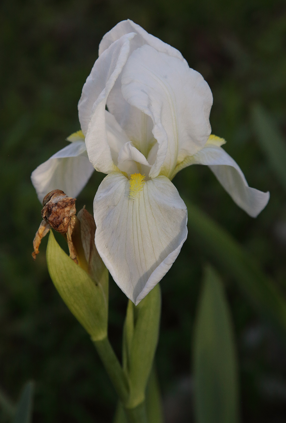 Fiore Iris florentina L.