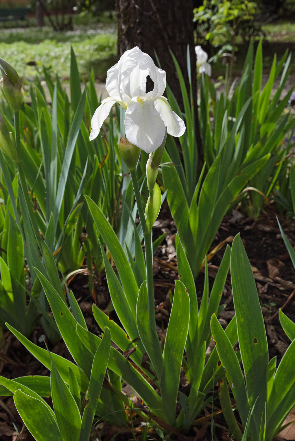 Piante fiorite di Iris florentina