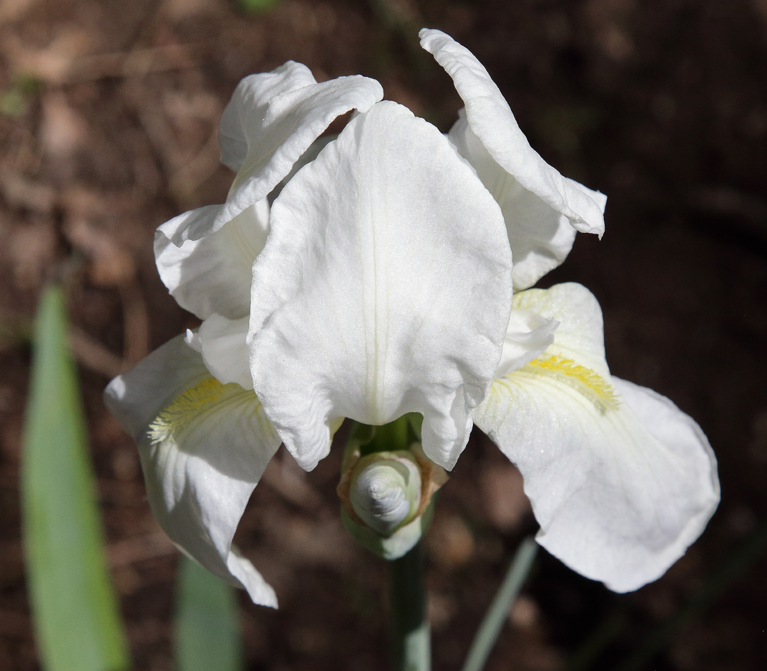 fiore apicale di Iris florentina L. visto parzialmente dall'alto, si nota il boccio dell'altro fiore apicale