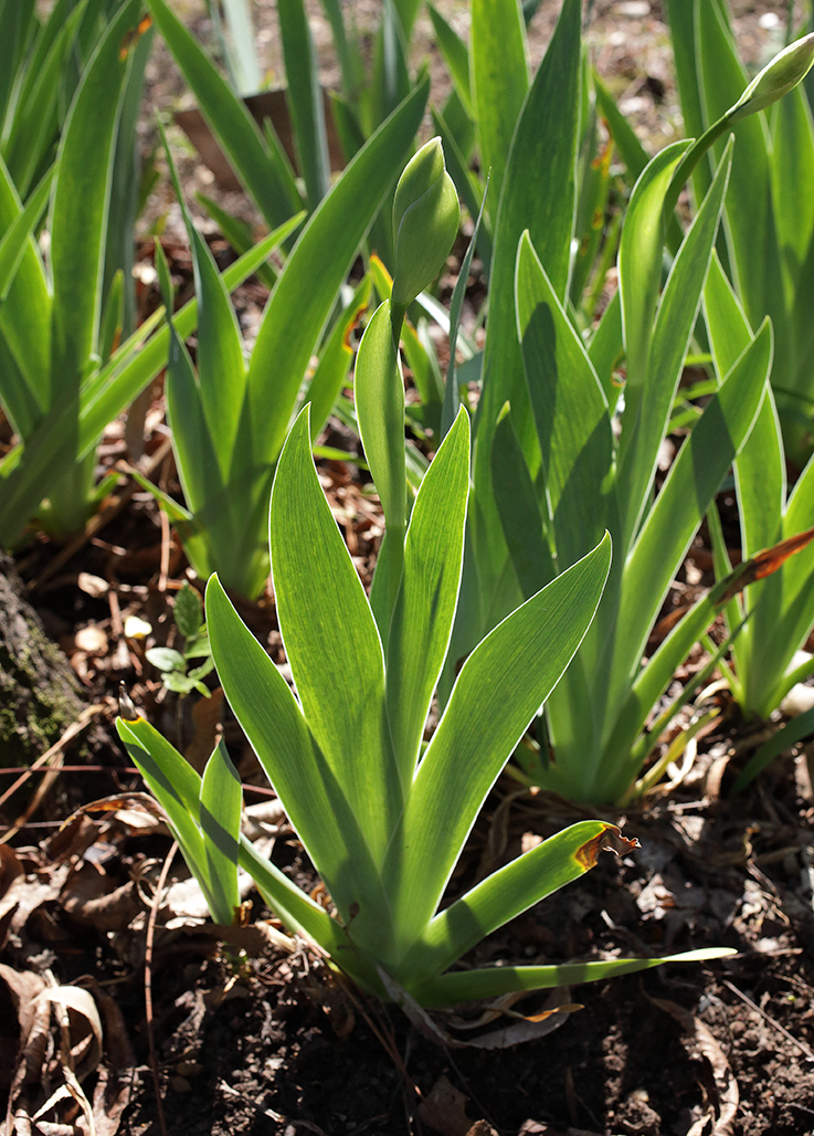 Iris florentina all'inizio fioritura con lo scapo fiorale che sopravanza nettamente le foglie