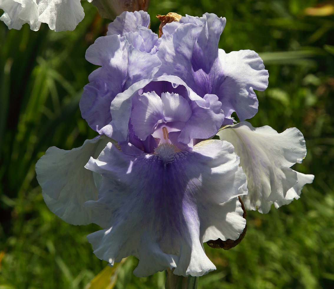 groso fiore di iris dalle leggere sfumature celeste pastello