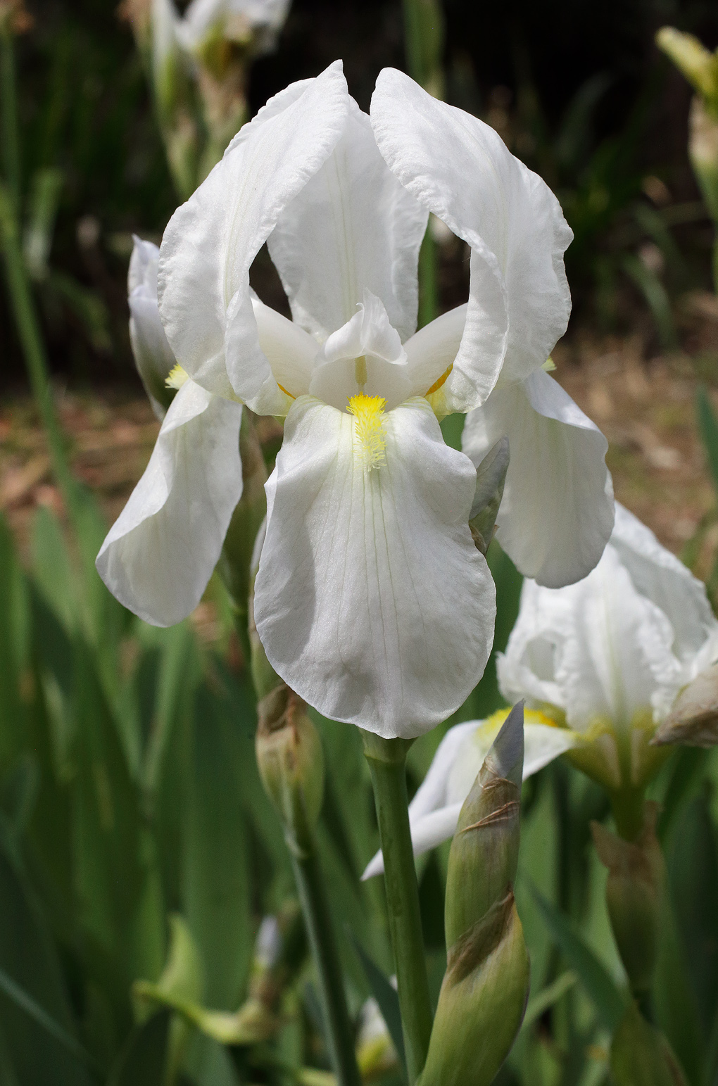 fiore di Iris florentina L. completamente sbocciato