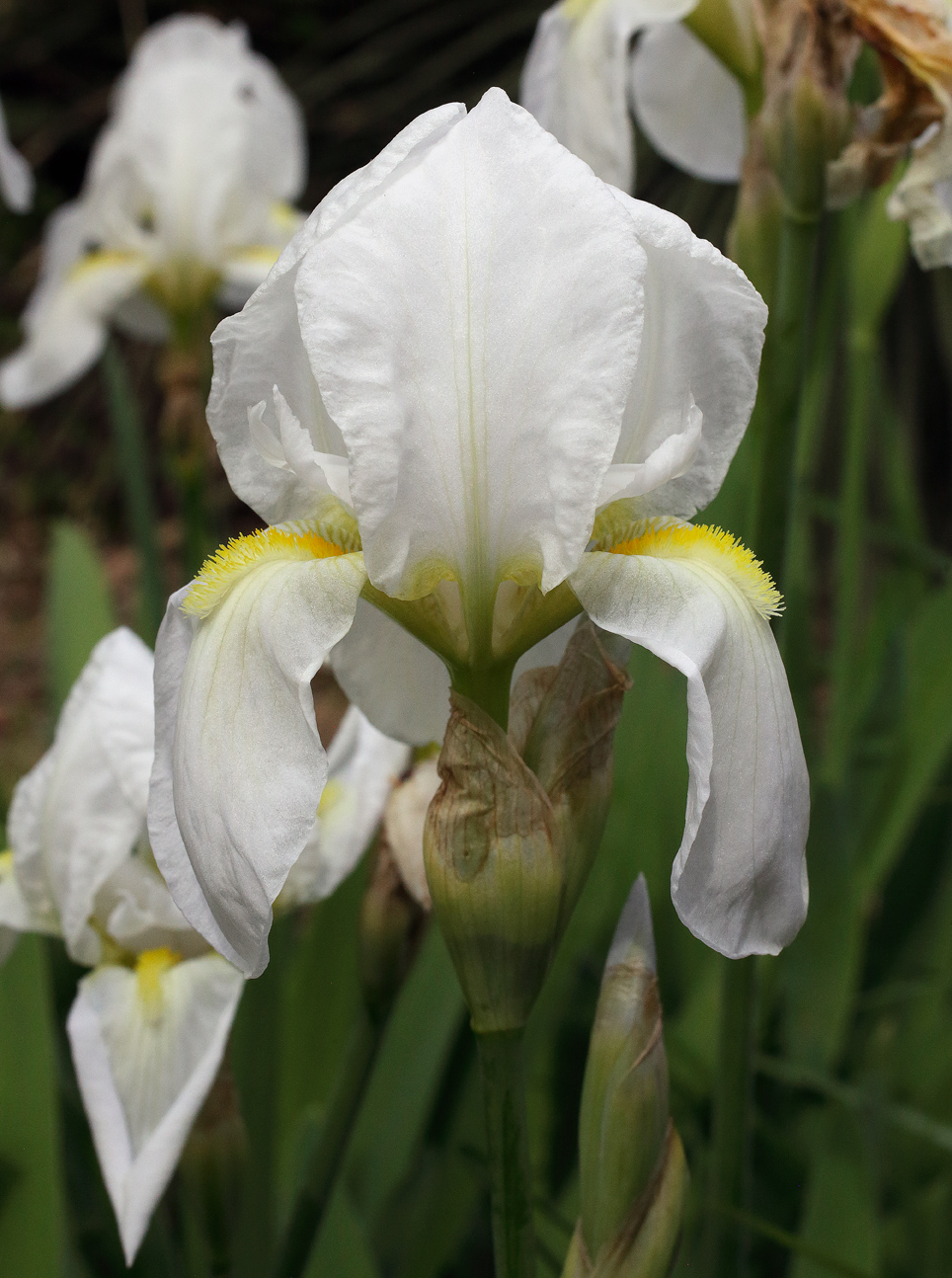 il bianco fiore di Iris florentina L. in primo piano