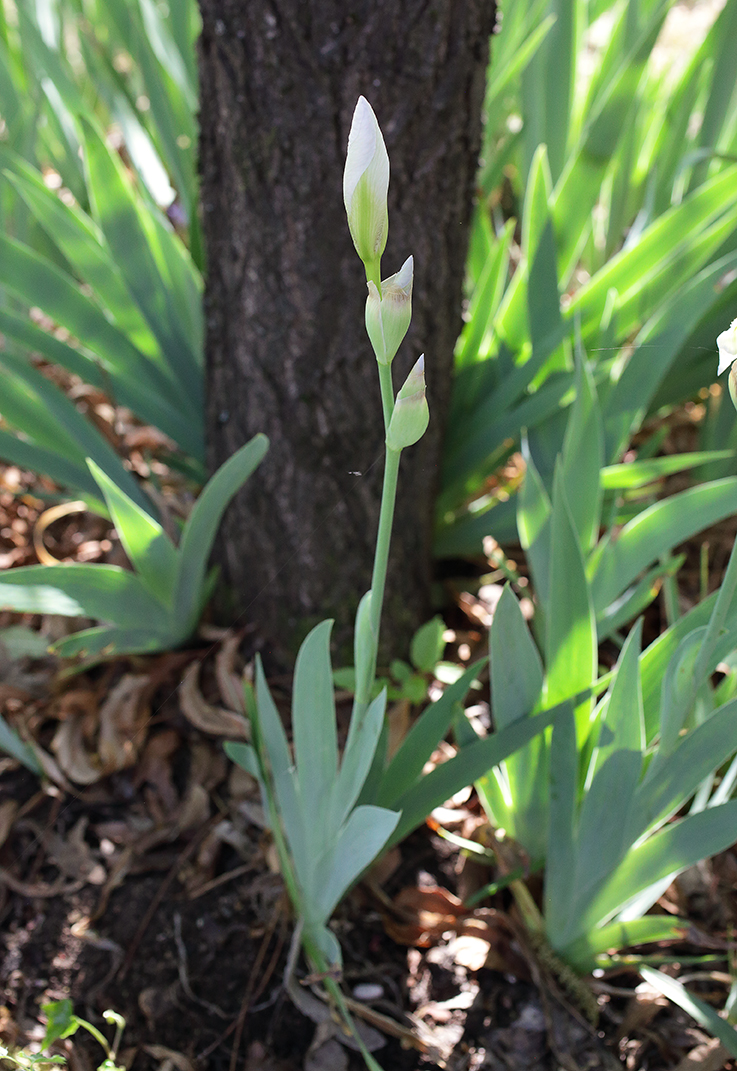 piantina di Iris florentina con 3 bocci