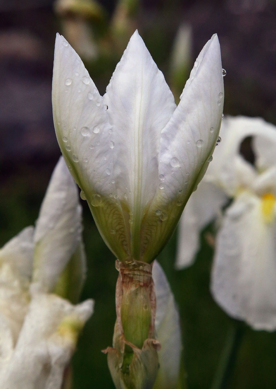 fiore di Iris florentina L. in sboccio, ancora con l'aspetto a 3 punte
