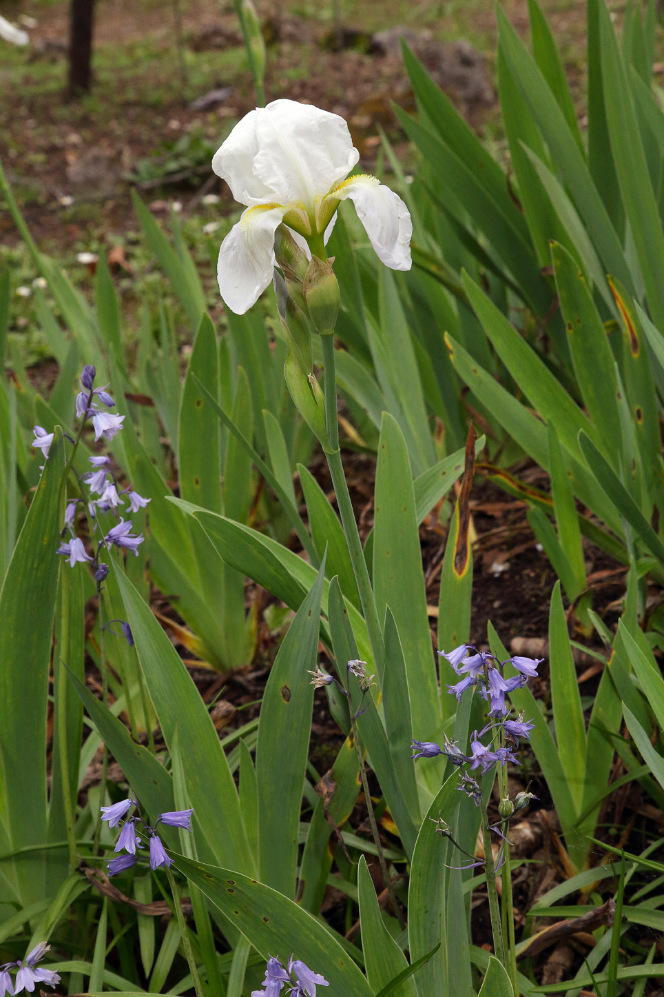 Iris florentina L., si scorge una pianta fiorita fra le foglie, con in mezzo alcuni fiorellini campanuliformi del genere Hyacinthoides