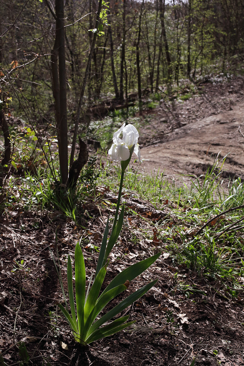 Pianta di Iris florentina fiorita nei boschi del Mugello