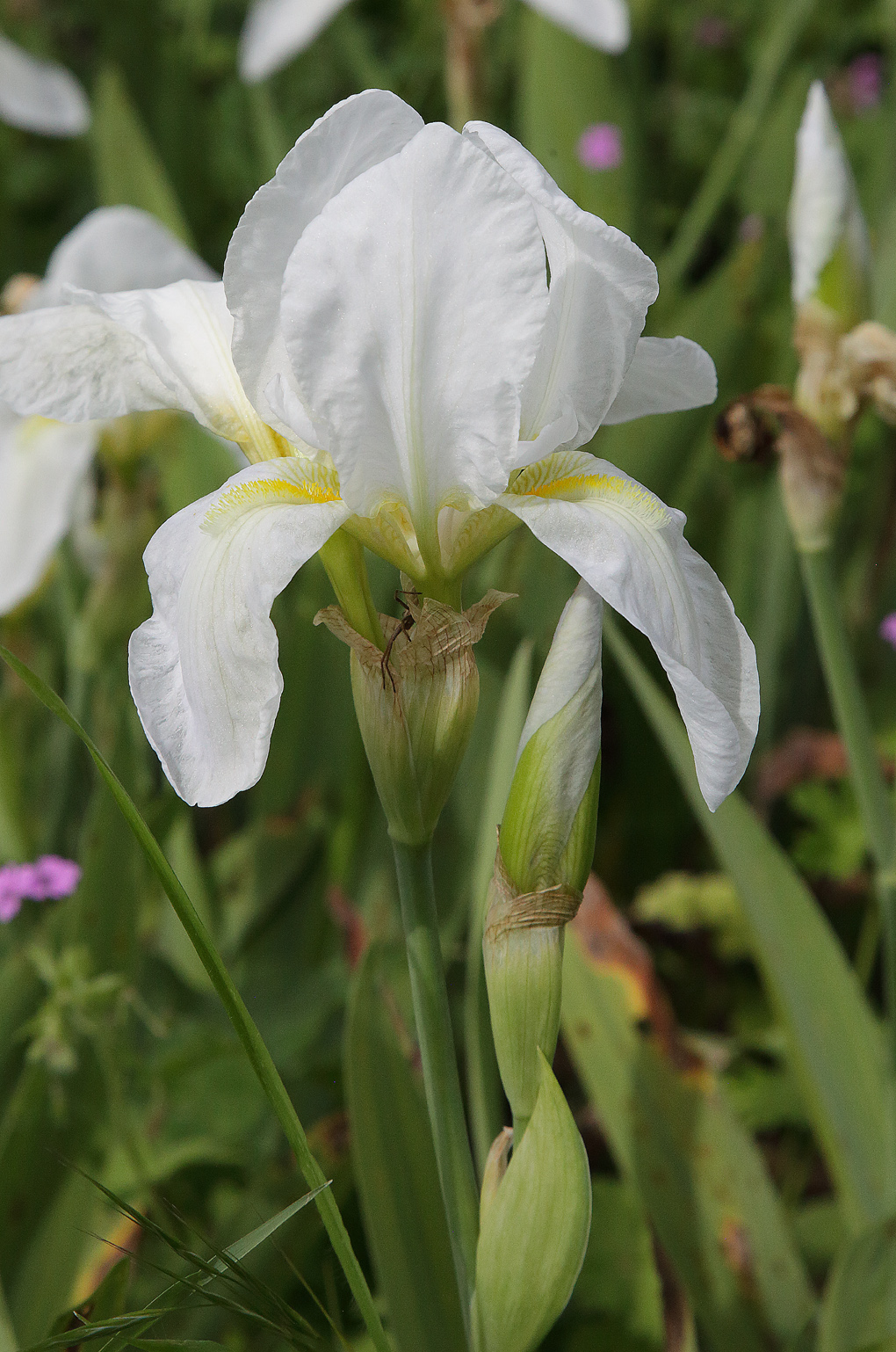 fiore di Iris florentina L. appena sbocciato
