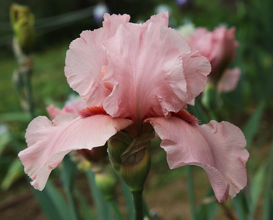 iris dal colore rosa