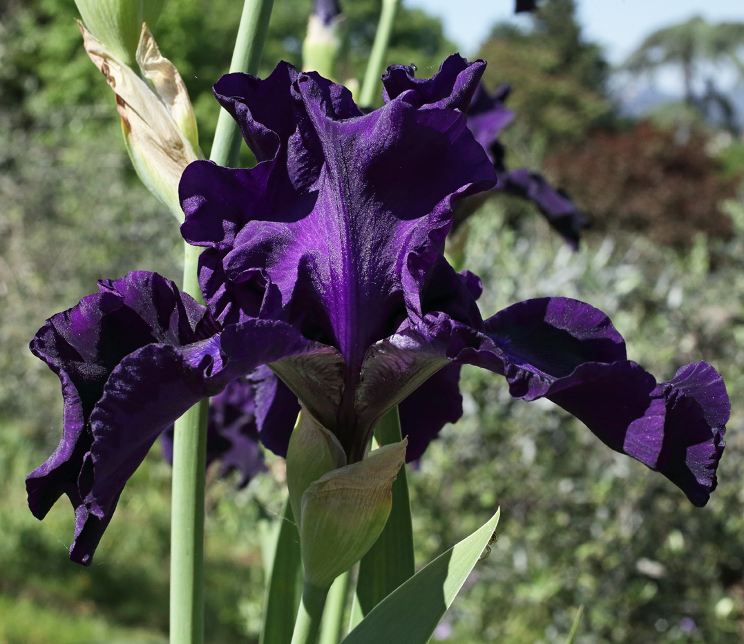 Iris rosa con boccio - concorso 2024