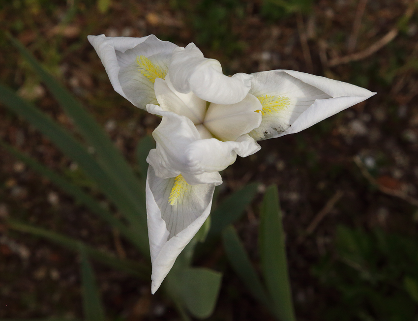 fiore di Iris florentina L. appena aperto visto dall'alto con la tipica forma a triangolo: le lacinie inferiori non sono ancora del tutto distese e appaiono ancora appuntite