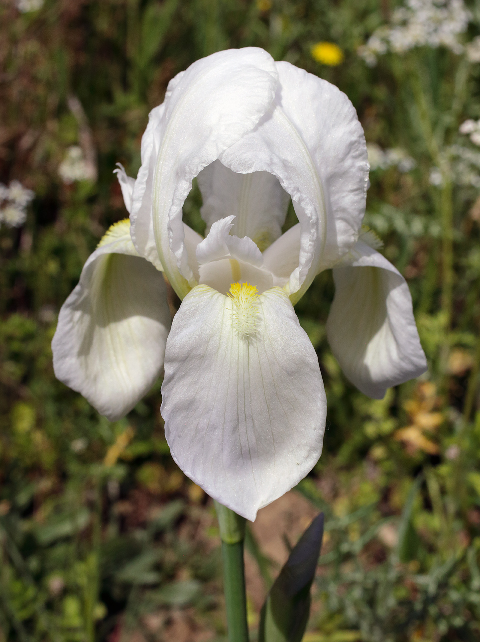 Iris florentina L. - fiore aperto