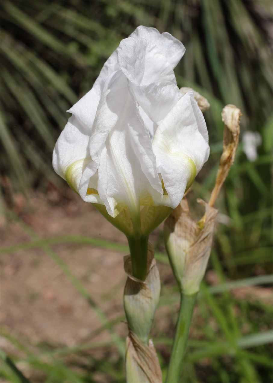 fiore di Iris florentina L. che si richiude su se stesso alla fine della fioritura