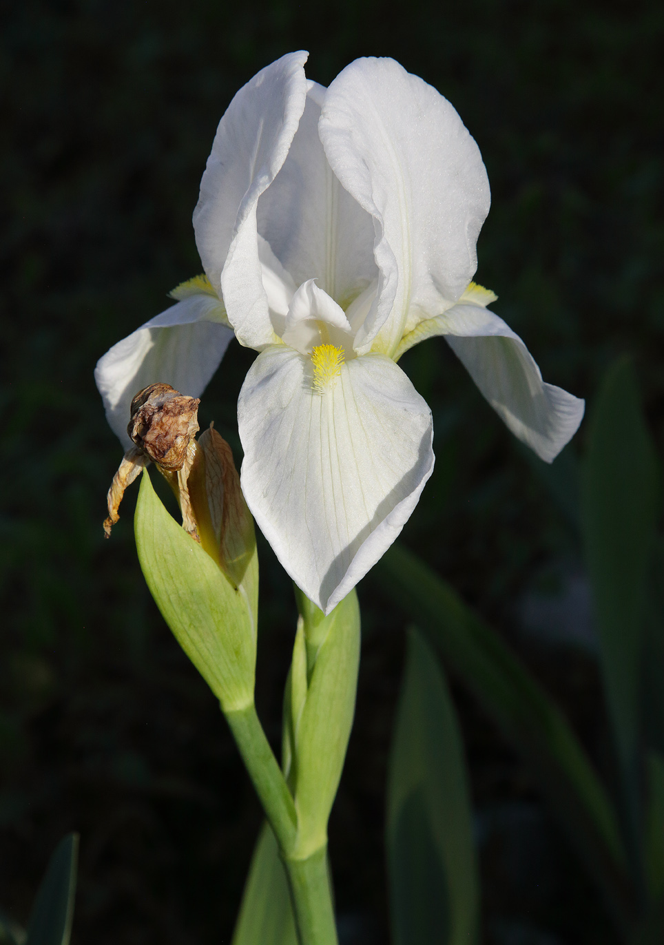 fiore bianco splendente di Iris florentina L.