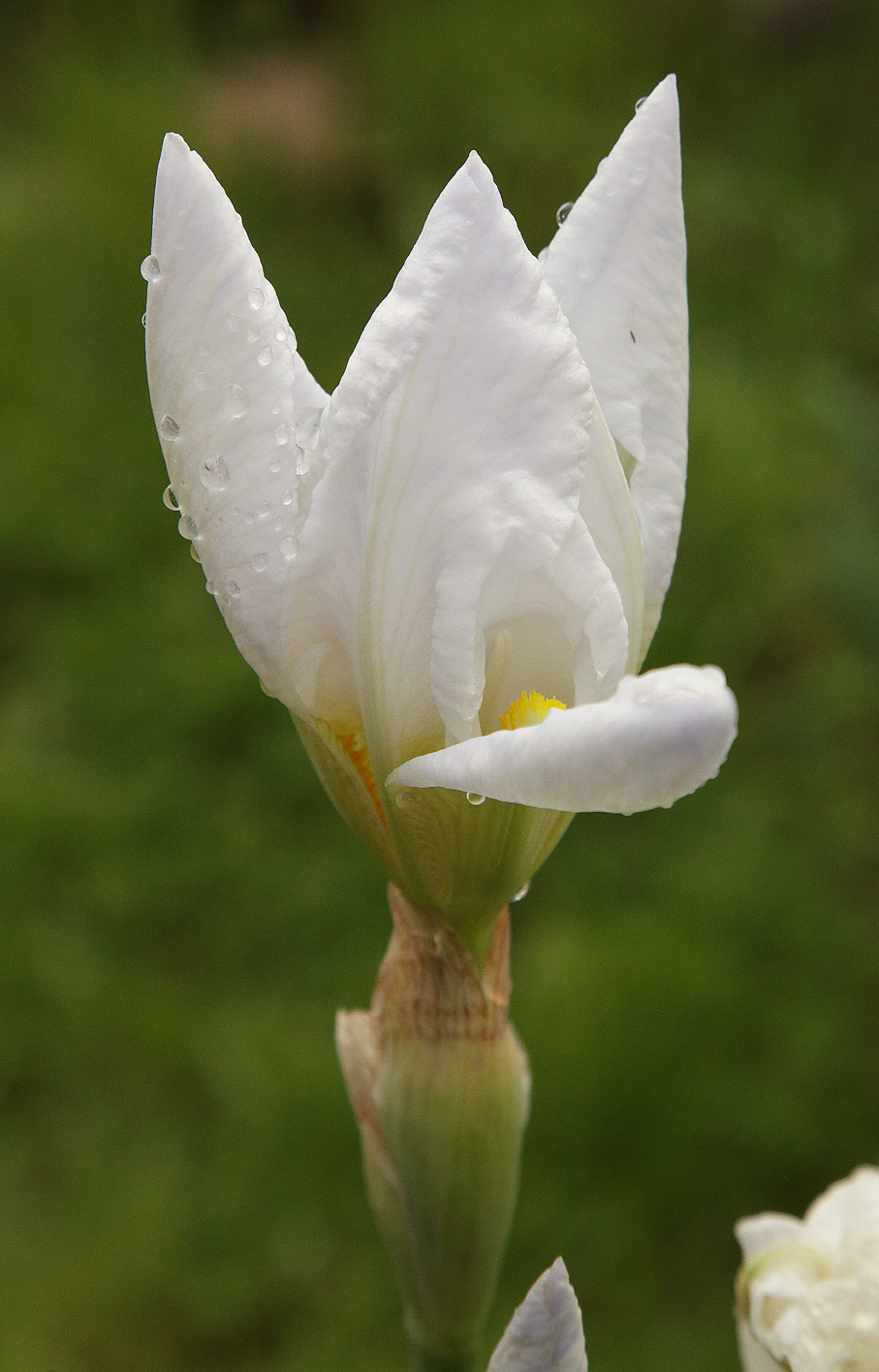 fiore di Iris florentina L. in sboccio