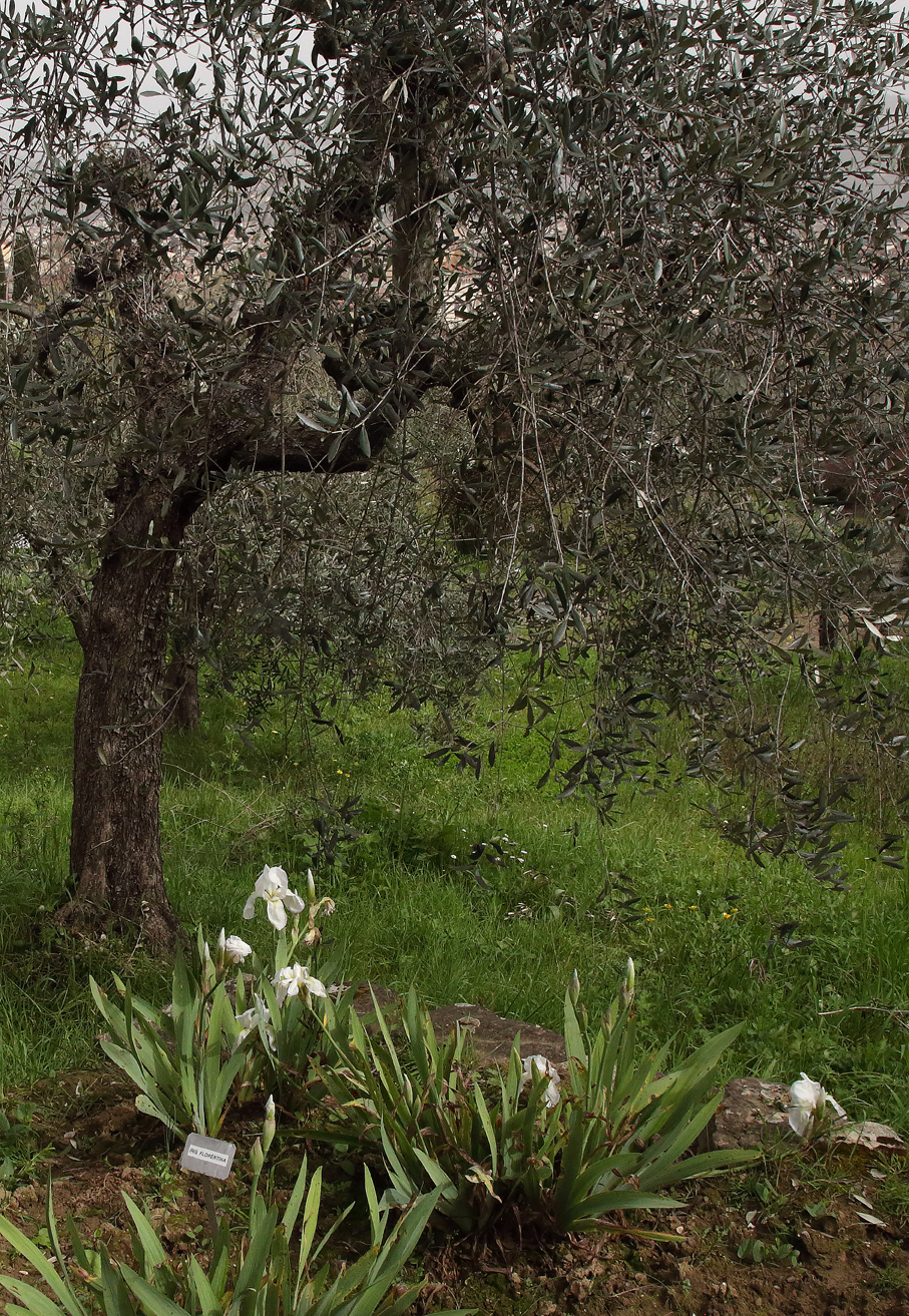 piante fiorite di Iris florentina L. sotto un ulivo